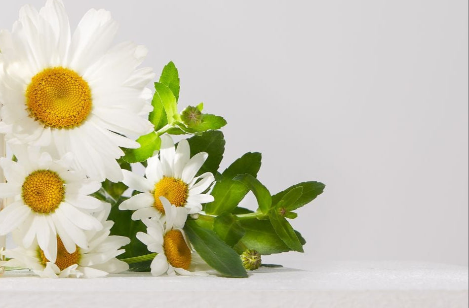 mixsoon Daisy Toner - Daisy Flower Extract rich in brightening and soothing properties, helps to even out skin tone, reduce dullness, and deliver refreshing hydration, leaving the skin clear, radiant, and balanced